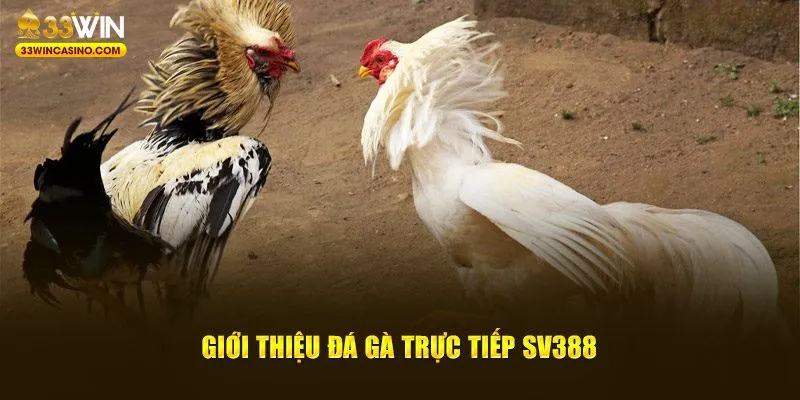 Khái quát đôi nét về đá gà trực tiếp SV388