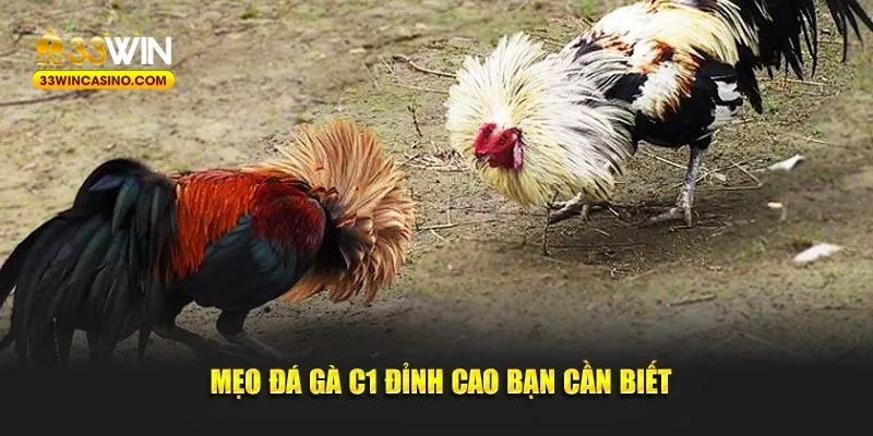 Mẹo đá gà C1 đỉnh cao bạn cần biết