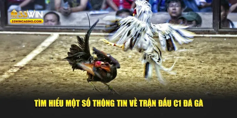 Tìm hiểu một số thông tin về trận đấu C1 đá gà 